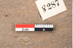 Foto (Detailansicht) von Araucaria sternbergii Goeppert (NHMW-GEO-2024-0188-8287)